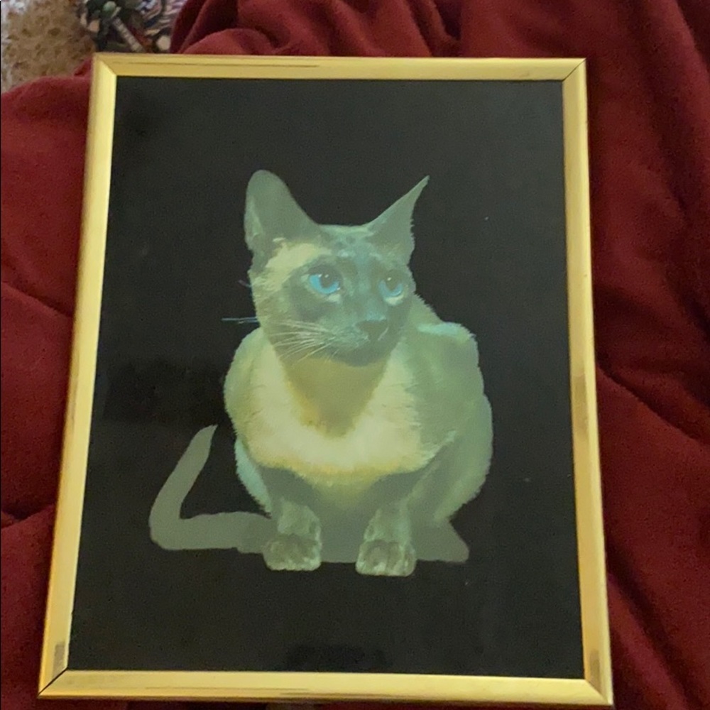 Foil Cat picture